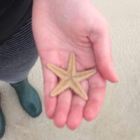 ScottishStarfish – Cleaning the Coast, One Beach at a Time